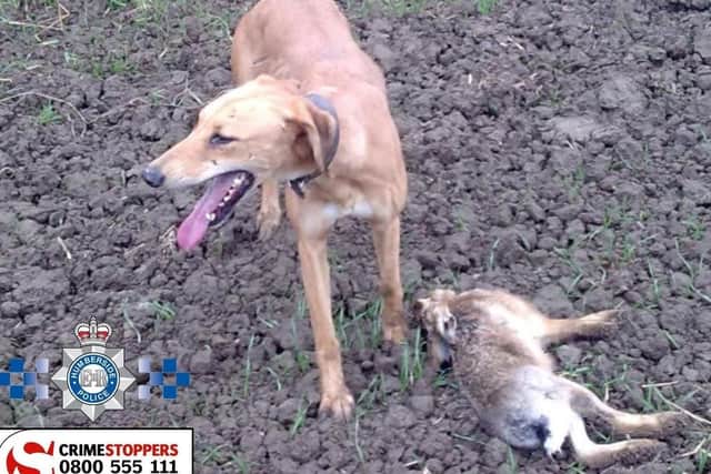 An image from a previous police appeal over hare coursing in the region.
