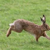 Hare coursing is said to be endemic in parts of Yorkshire.