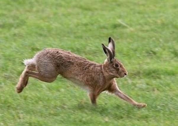 Hare coursing is said to be endemic in parts of Yorkshire.