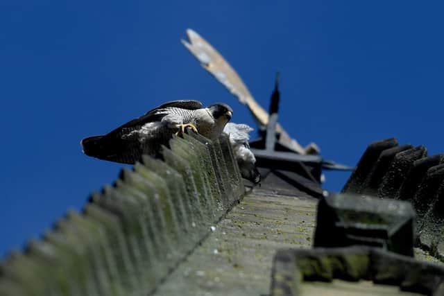 Peregrine Falcons on the spire at Wakefield Cathedral. Picture by Simon Hulme