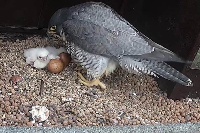 Previous fledglings at Wakefield Cathedral taken by Francis Hickenbottom of the Wakefield Cathedral Peregrine Project.