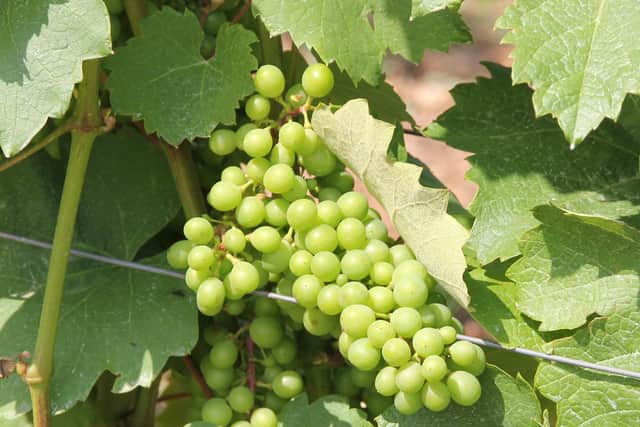Furmint grapes ripening on the vine.