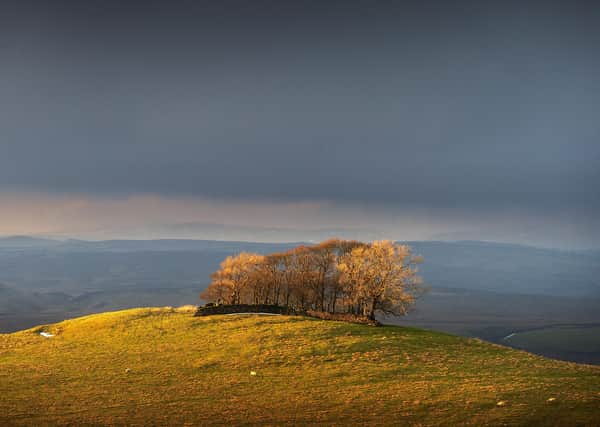 Coppice of trees lit by the late aftrnoon winter sun on Reef Knoll above Cracoe, near Skipton.
  Picture Bruce Rollinson