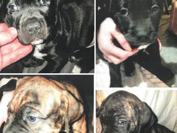 The four-week-old mongrel pups were stolen from the Smelter Wood Road area of Sheffield.