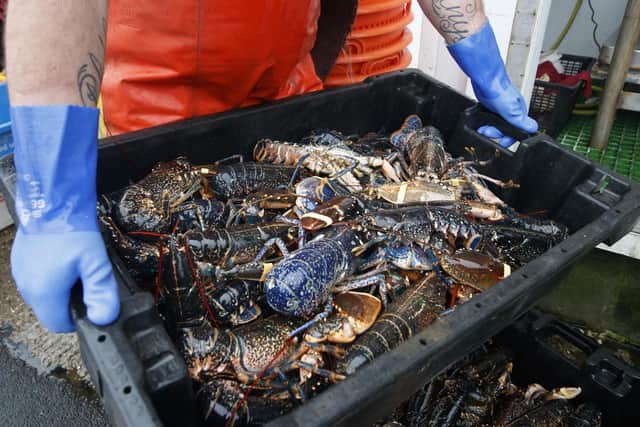 Lobsters are processed at the fishing port at Bridlington Harbour in Yorkshire. Photo: PA