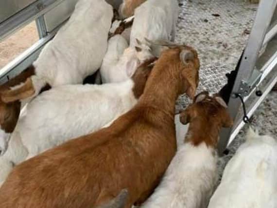 The goats have been seized by police.
