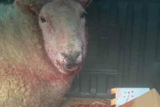The sheep was seriously injured in the dog attack, which happened in the early hours of Sunday morning.