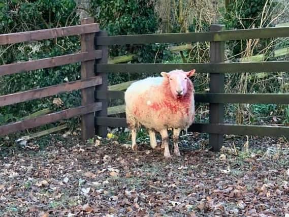 One of the sheep injured in the dog attack on livestock near Rotherham.
