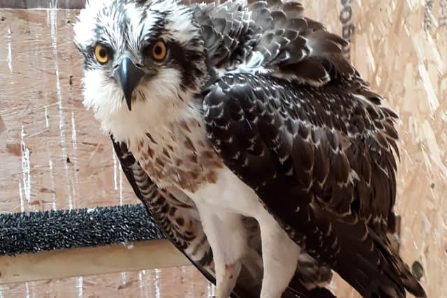 This injured juvenile was found at a trout farm near Driffield in 2019, and cared for at Jean Thorpe's wildlife sanctuary before being released