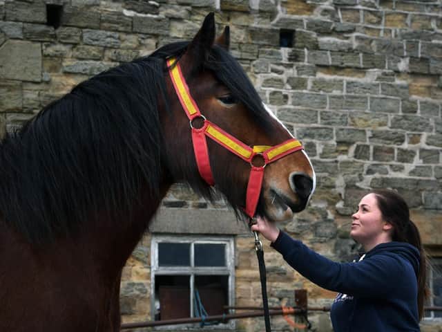 Megan has been involved with Shire horses her whole life through her mum, Emma and grandfather John Richardson.