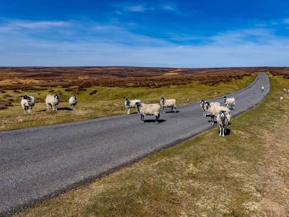 Sheep in the North York Moors