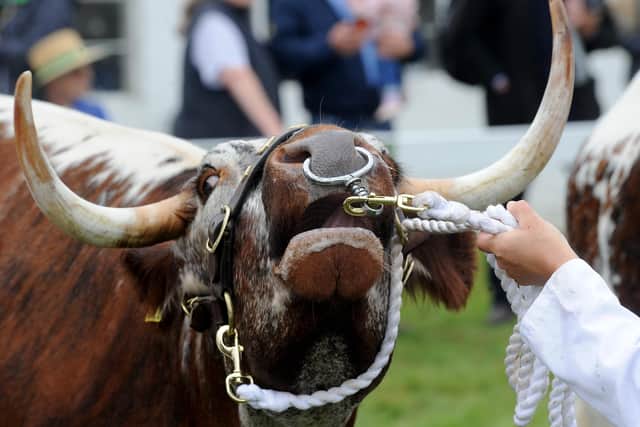 It is hoped the Great Yorkshire Show will still go ahead this summer.