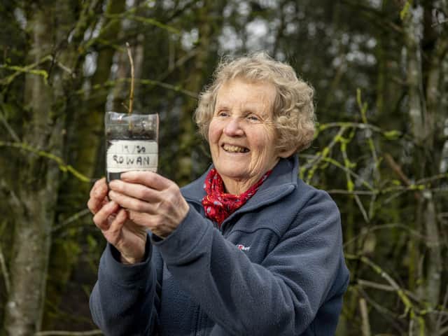 Janet Willoner with a rowan sapling in the copse where she collected the seeds near her home in Boroughbridge. Picture Tony Johnson.