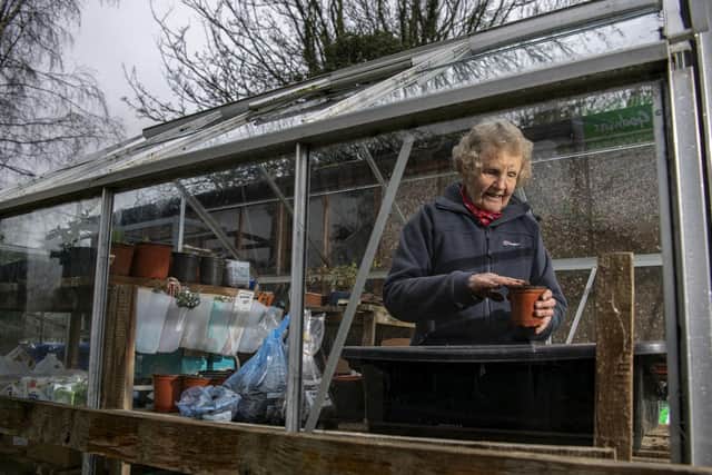 Janet Willoner potting up crab apple seedlings in her greenhouse in Boroughbridge. Image: Tony Johnson.