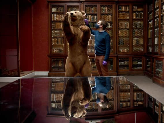 Curators check the conditions of the taxidermy artifacts at the Yorkshire Museum in York. Senior Curator Andrew Woods checks a brown bear on display at the museum.