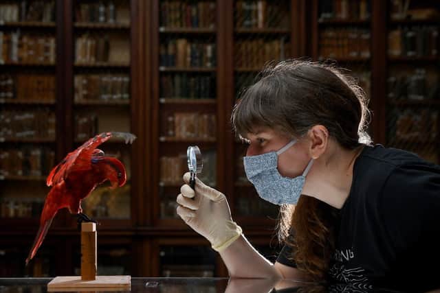 Sarah King, the Curator of Natural Science, checks the red lory on display at the Yorkshire Museum in York.