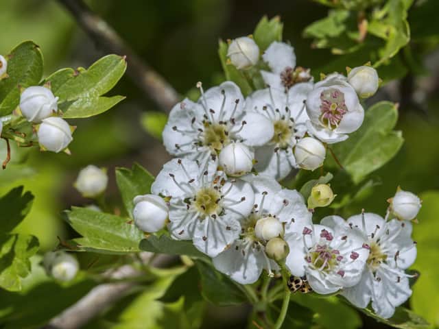 Hawthorn blossom. Picture: iStock/PA