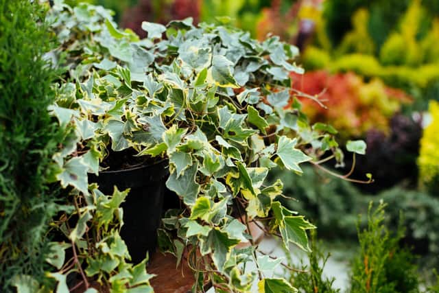 Ivy in a pot. Picture: iStock/PA