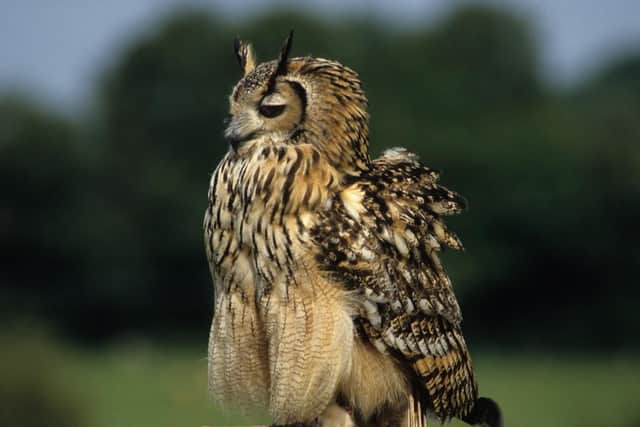 Eagle owls are apex predators (photo: RSPB)