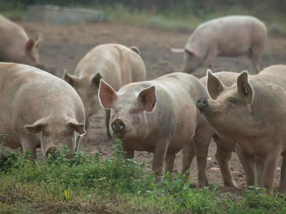 The Far East has been hit by the serious outbreak of African Swine Fever