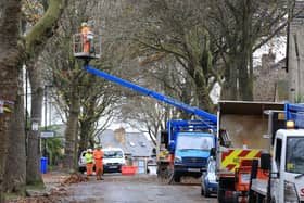 AMEY working on trees on Western Road, Sheffield, on November 11th 2020. Picture: Chris Etchells