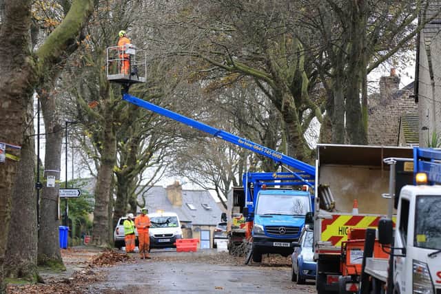 AMEY working on trees on Western Road, Sheffield, on November 11th 2020. Picture: Chris Etchells