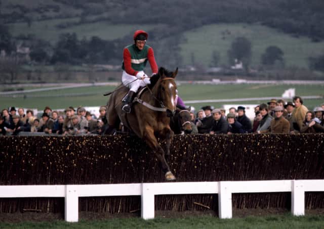 Little Owl and the amteur rider Jim Wilson clear the last fence in the 1981 Cheltenham Gold Cup for trainer Peter Easterby. Photo: Cheltenham Racecourse.