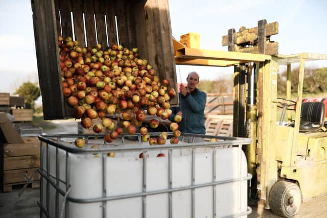 Around 45 tonnes of apples have to be sorted and washed befofe being turned into juice Picture: Anoif Photography