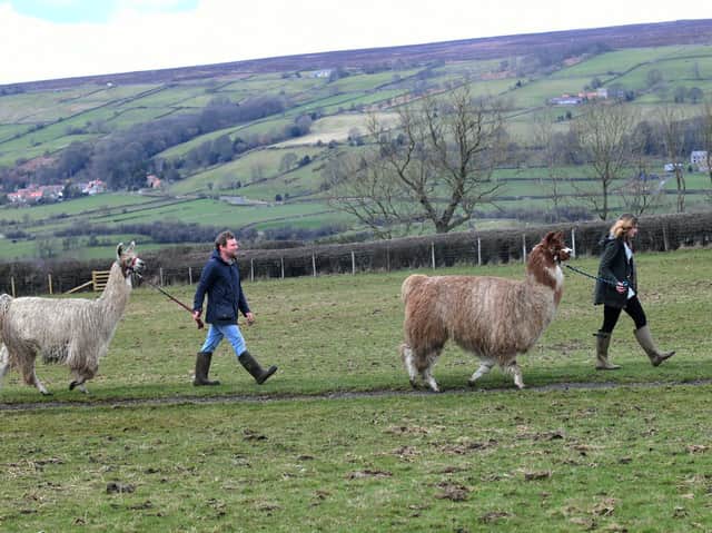 Aidan and Ella Foord with their llamas