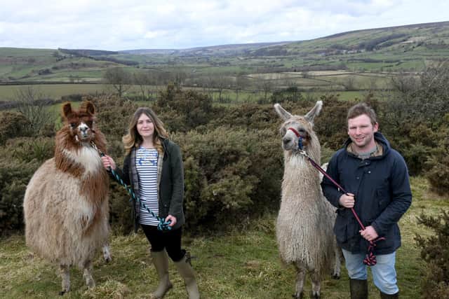 The Foords now have four llamas and offer trekking for visitors