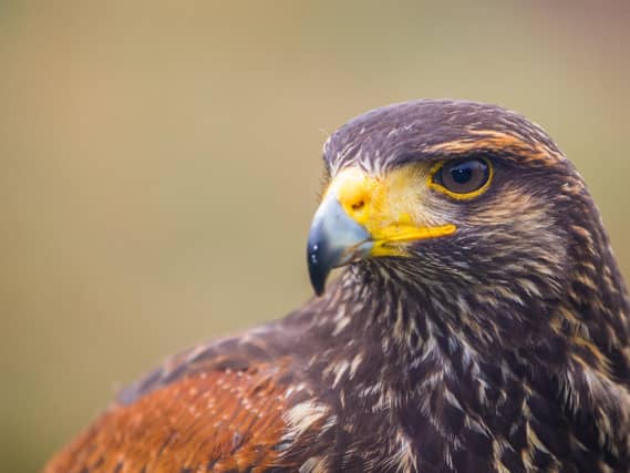 The Yorkshire Dales National Park Authority have expressed dismay at video footage showing an eagle owl being used as a decoy to lure buzzards to their deaths (Photo: Adobe)