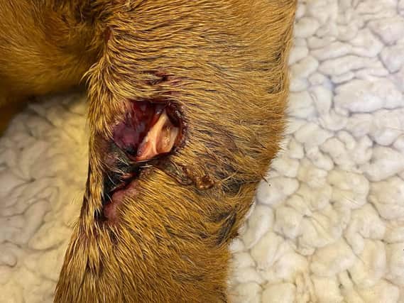 Sasha's leg injury which had been left untreated by her owner.
