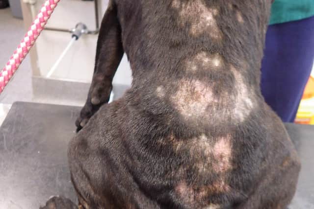 Roxy's skin condition that had been left untreated by her owner.