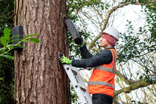 Ecologist Robert Bell installing a bat box in the grounds of Stainborough Castle, an 18th-century folly at Wentworth Castle Garden near Barnsley. Photo credit: Danny Lawson/PA Wire