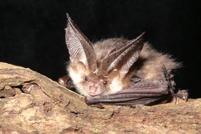 A brown long-eared bat.  Photo credit should read: National Trust Images/Bat Conservation Trust/Hugh Clark/PA Wire