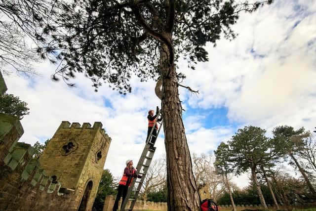 Three bat boxes have been installed in the grounds of Stainborough Castle, an 18th-century folly at Wentworth Castle Garden near Barnsley, jointly cared for by the National Trust and Barnsley Council. Photo credit:  Danny Lawson/PA Wire