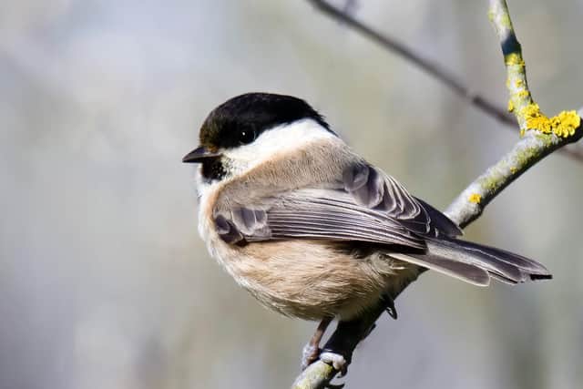 The willow tit in the Dearne Valley. Image by Geoff Carr.