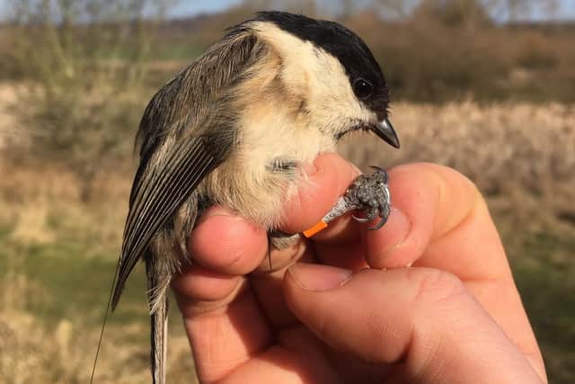 Back from Brink project assistant Anthony Wetherhill carried out radio tracking of the Willow Tit species in South Yorkshire. Image: Anthony Wetherhill.
