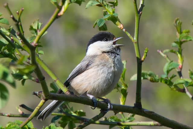 The willow tit in the Dearne Valley. Image by Geoff Carr.