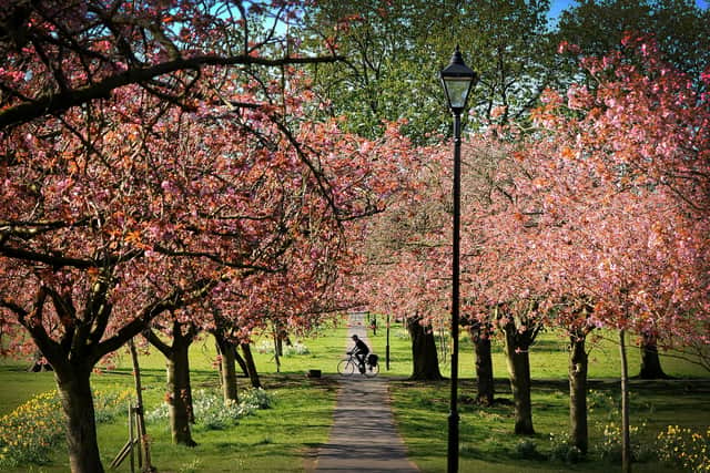 The cherry blossom in bloom on the Stray in Harrogate in April 2019. Picture by Simon Hulme.