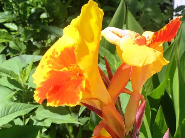 It's a good time to plant summer-flowering bulbs such as canna lilies.