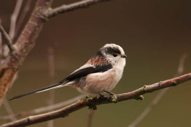 The long-tailed tit is one of the first birds to start nesting.