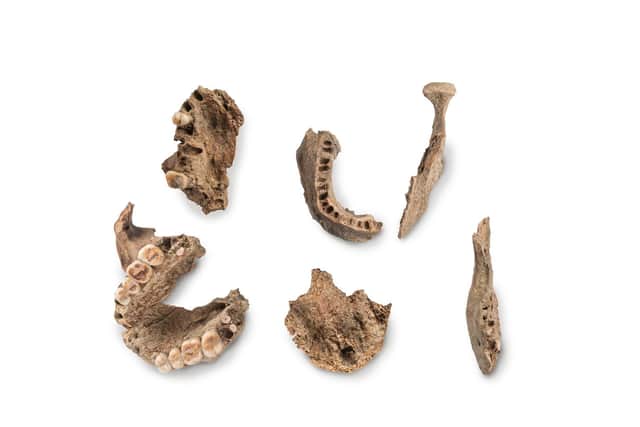 Some of the bones recovered from the Westminster site. Photo credit: The University of Bradford.