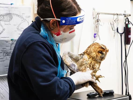 An owl ended up in a spot of bother after getting stuck in an extractor fan in a disused hotel kitchen in North Yorkshire on January 18, this year.