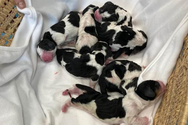 Eight healthy puppies were delivered.