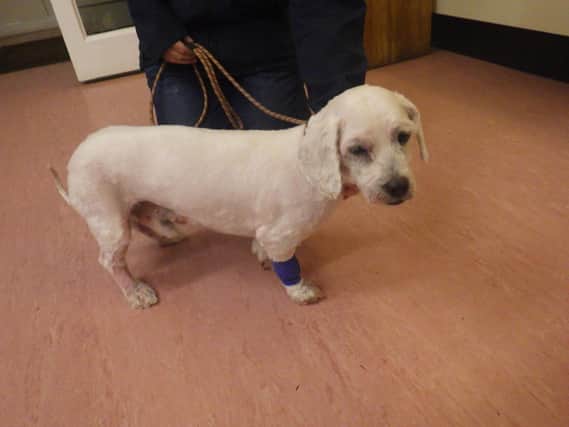 Dog Marley was found with fur so matted that nobody knew what breed he was. Pictures: RSPCA