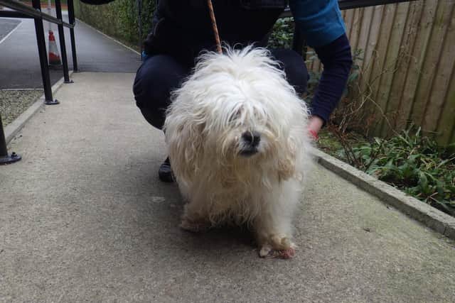 Dog Marley was found with fur so matted that nobody knew what breed he was. Pictures: RSPCA