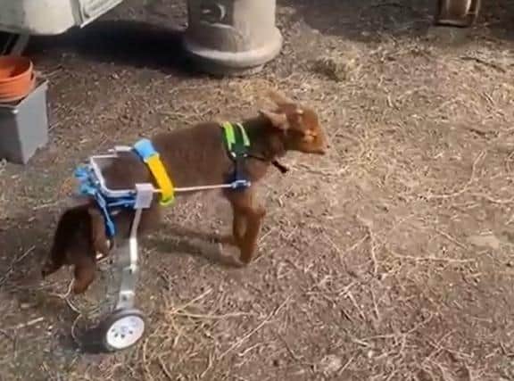Steven uses a modified dog wheelchair after losing the ability to walk.