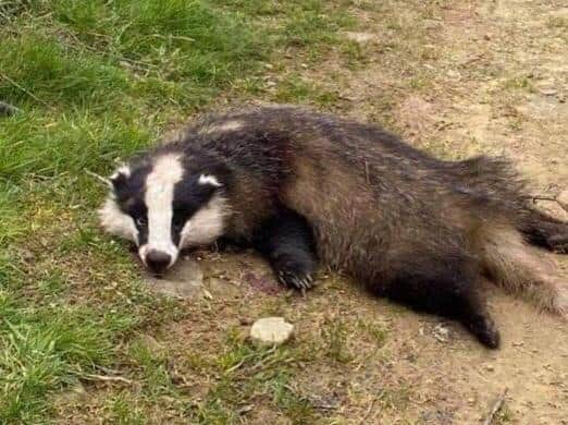 The badger was shot dead in Calderdale, West Yorkshire on Saturday.