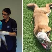 The RSPCA has released images of a gannet entangled in plastic and a fox caught in a pastry wrapper to highlight the dangers to wildlife caused by abandoned rubbish. Photo credit: RSPCA